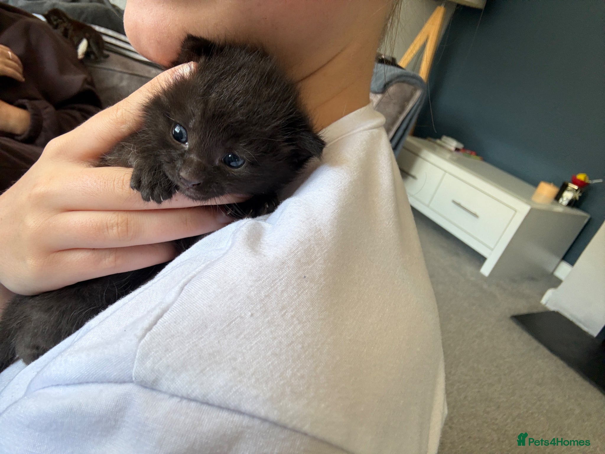 Mixed Breed cats for sale: Black Kitten for sale  in Eastleigh - Advert 4