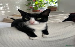 Domestic Shorthair cats for sale: 3-year-old Black Tuxedo Domestic Shorthair - Image 2