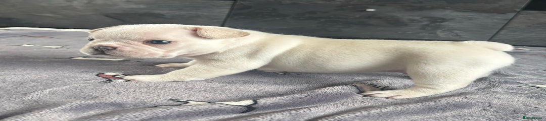 French Bulldog Puppy 2
