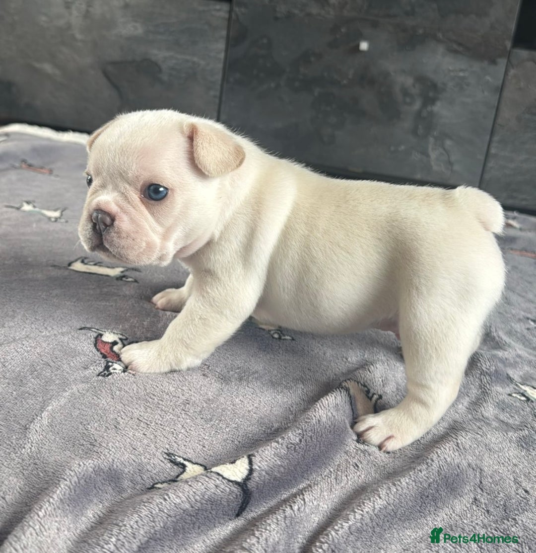 French Bulldog dogs for sale: KC FRENCH BULLDOG PUPPIES - READY NOW - Image 21