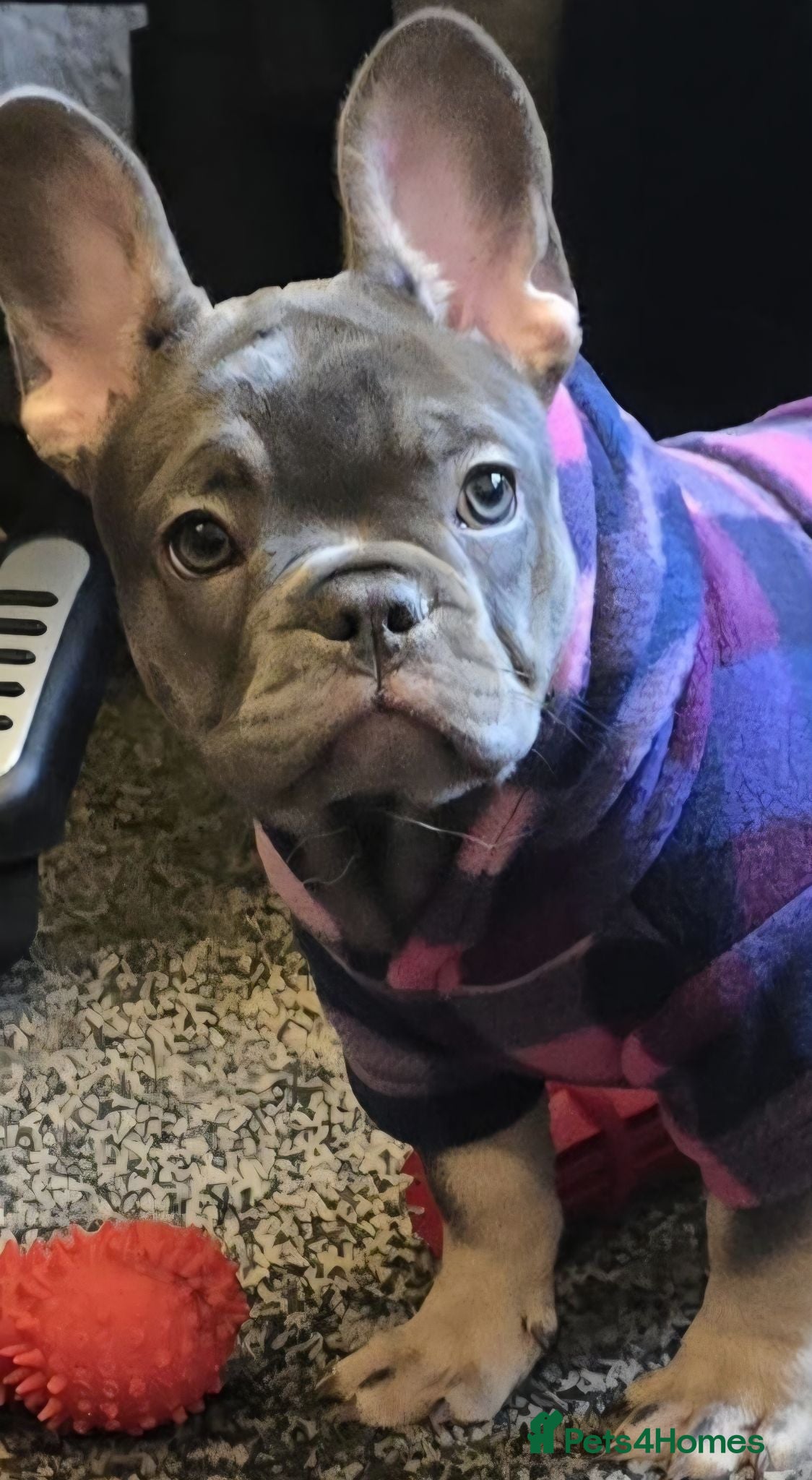 French Bulldog dogs Probably the best litter of Frenchies in the UK - Advert 15