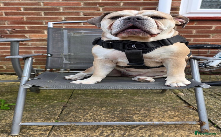 Old Tyme Bulldog dogs - Advert 15