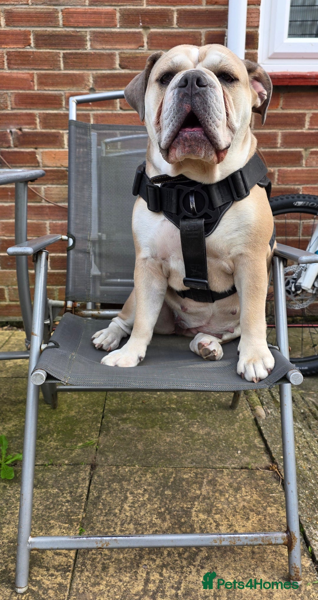 Old Tyme Bulldog dogs for sale: Old Tyme Bulldog  - Image 1