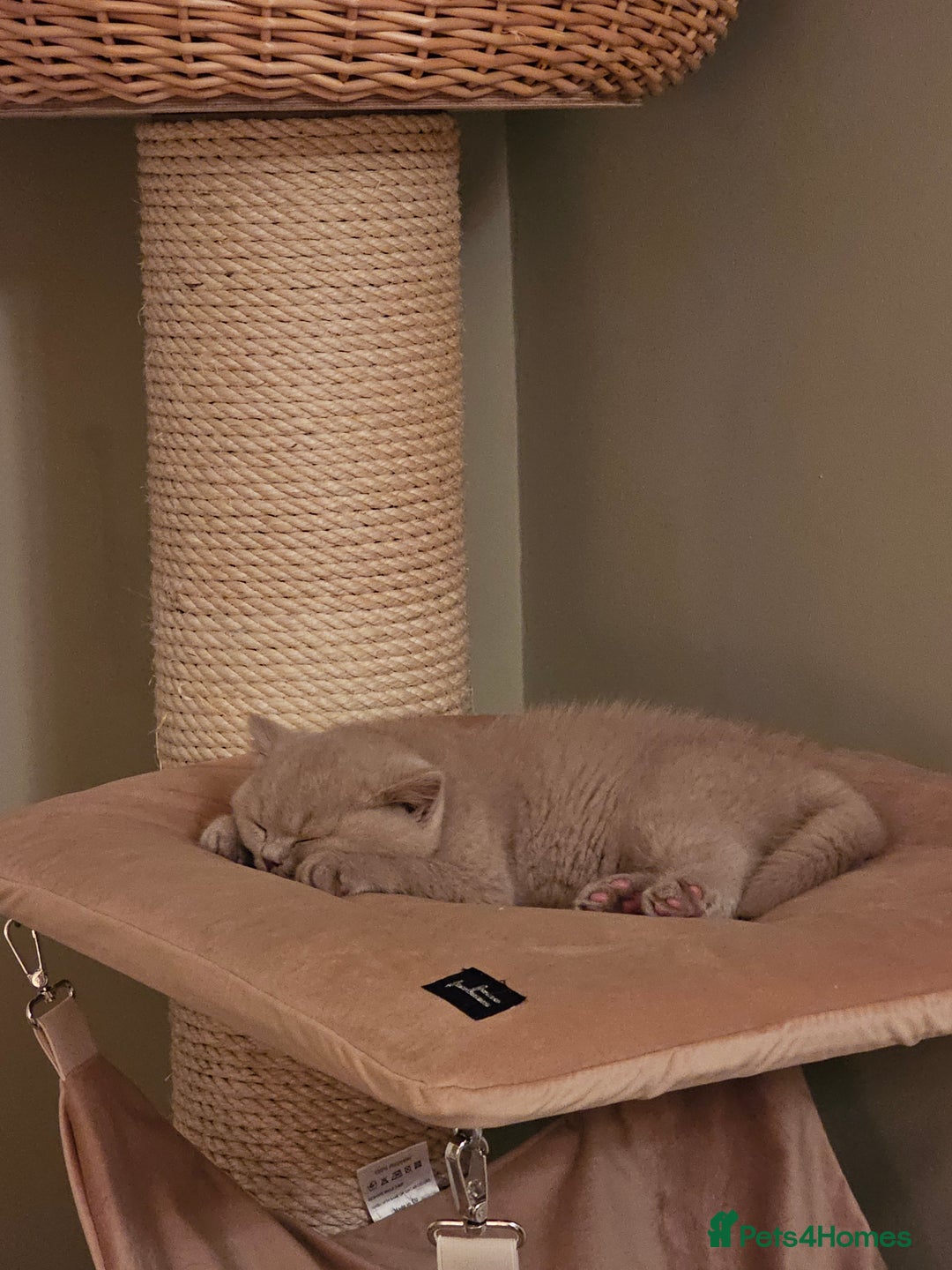British Shorthair cats for sale: GCCF British Shorthairs rare fawn and cinnamon  - Image 3