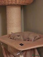 British Shorthair cats - Advert 15