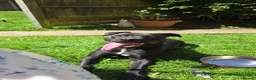 Mixed Breed dogs for sale: Wonderful Family Dog Looking for Her Forever Home - Advert 1