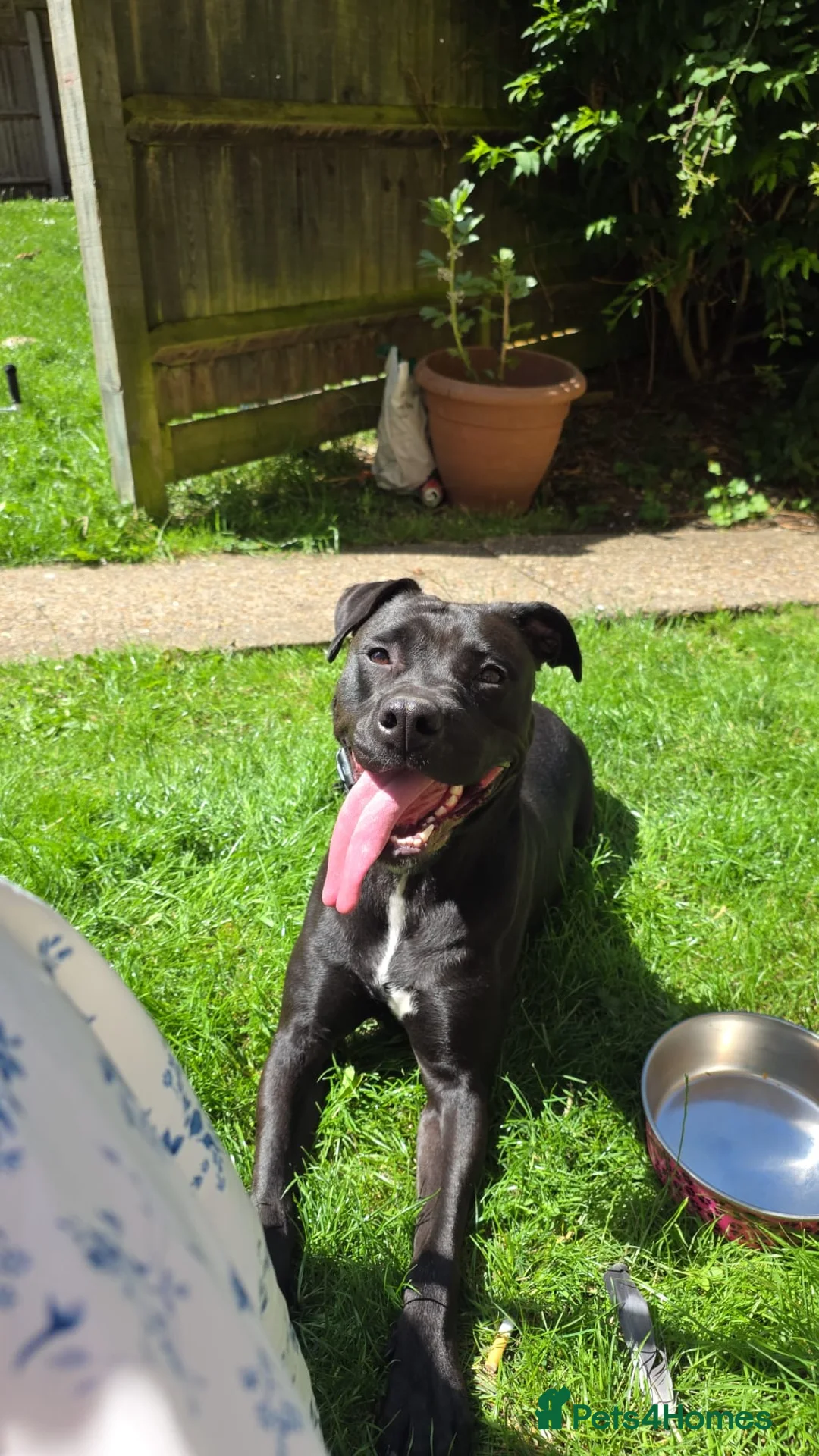 Mixed Breed dogs for sale: Wonderful Family Dog Looking for Her Forever Home - Advert 1