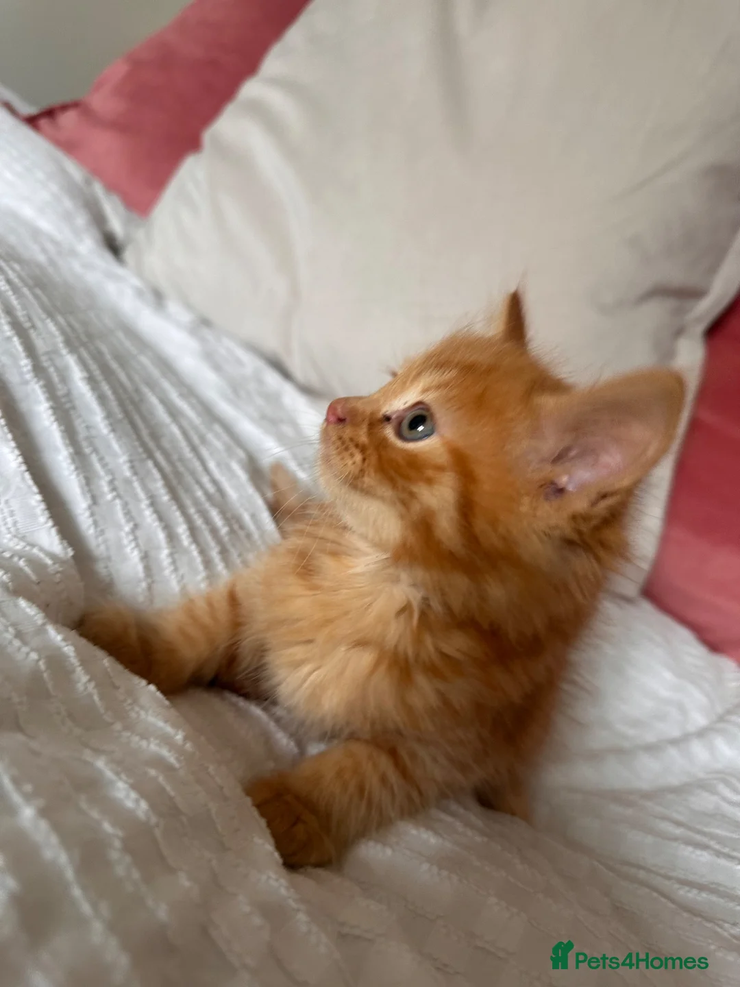 Mixed Breed cats for sale: Kittens - Advert 2