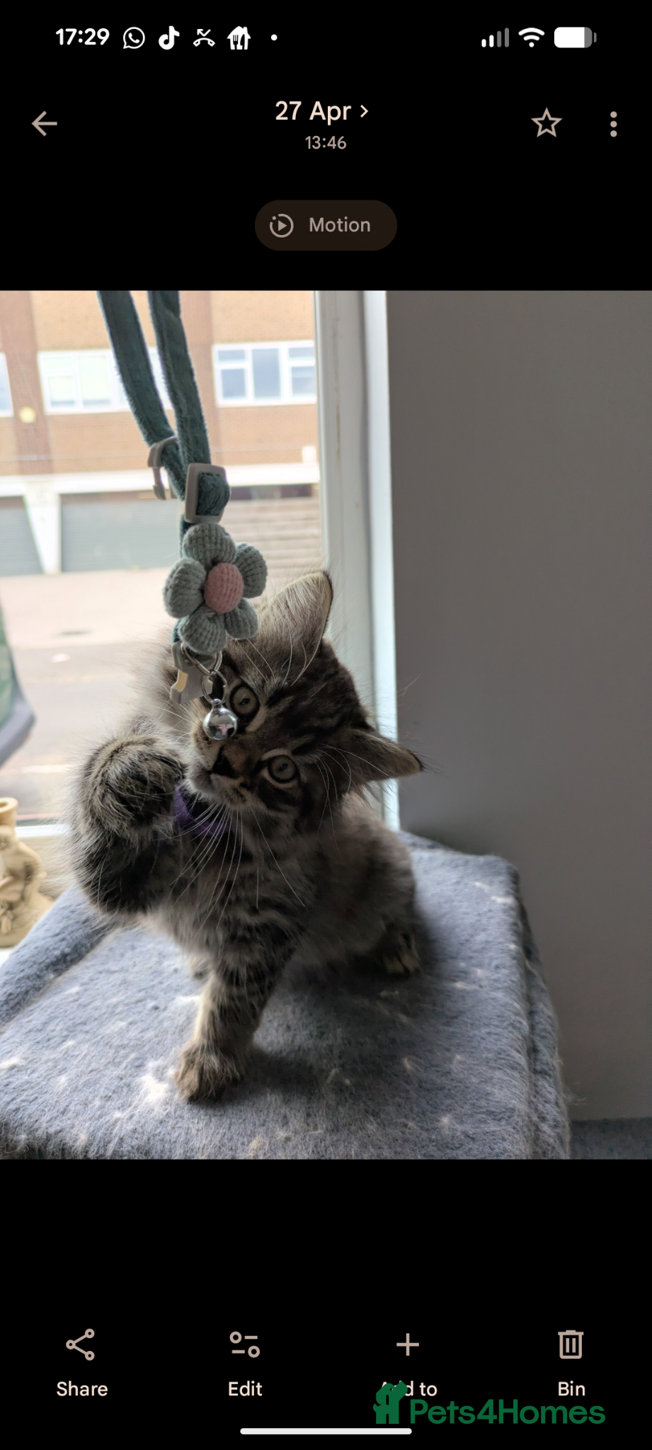 Mixed Breed cats Mixed breed kittens  - Advert 1