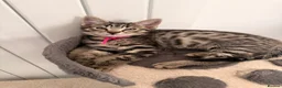 Mixed Breed cats for sale: British Mix Kittens 2 Boys 4 Girls - Advert 21