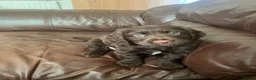 Cocker Spaniel dogs for sale: Chocolate working cocker spaniel puppies  - Advert 14