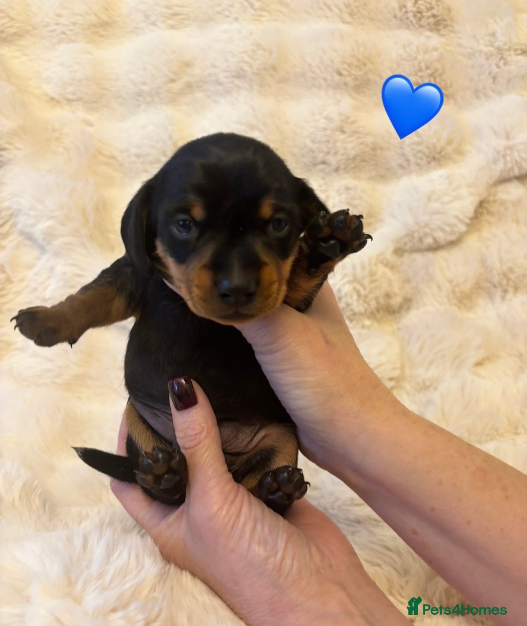 Miniature Dachshund dogs for sale: 🥇KC Registered Miniature Dachshunds Champion Line - Advert 12