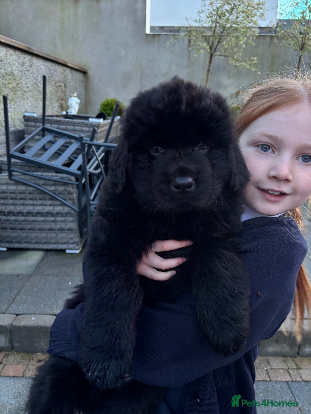 Newfoundland dogs for sale: Chunky Newfoundland puppies - Advert 5