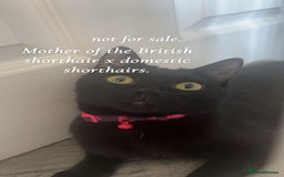 Bombay cats for sale: 4 beautiful fur babies  - Image 5