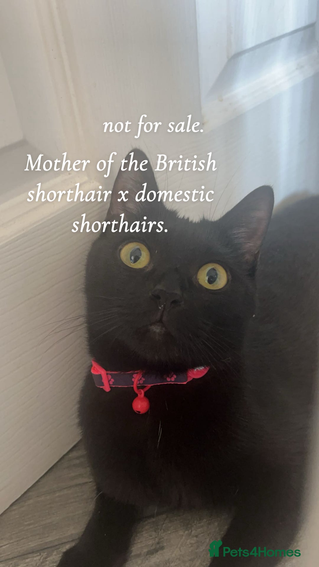Bombay cats for sale: 4 beautiful fur babies  - Image 5