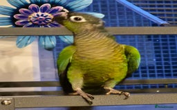 Conures birds for sale: Pair of black capped conures  - Image 5