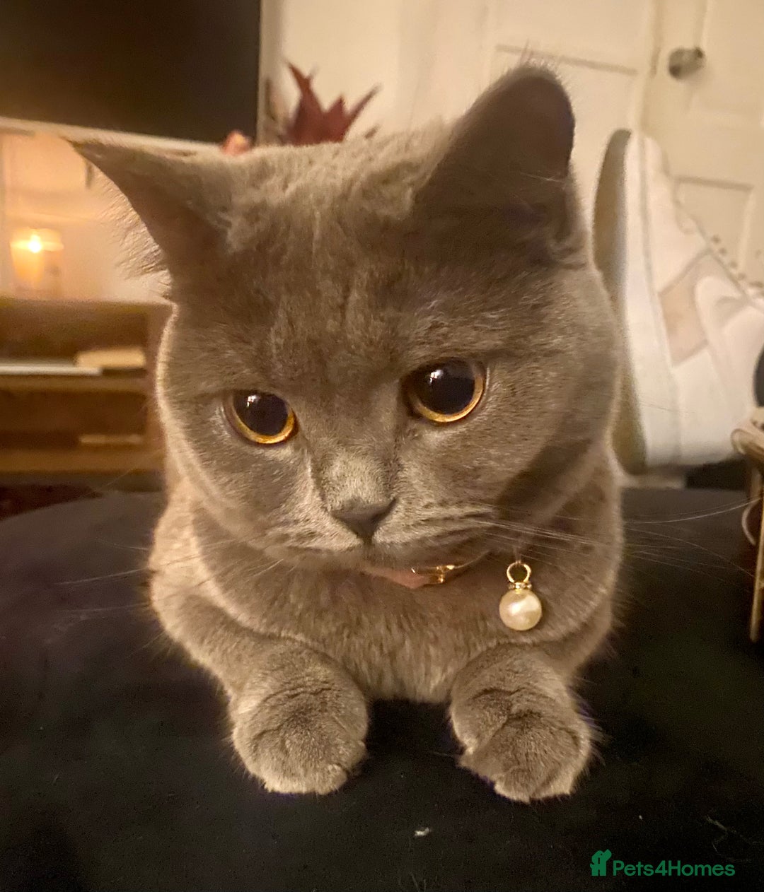 British Shorthair cats for sale: 5 Beautiful British Shorthair Kittens - Advert 2