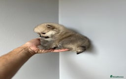 Pomeranian dogs for sale: Last Pomeranian Male - Image 1