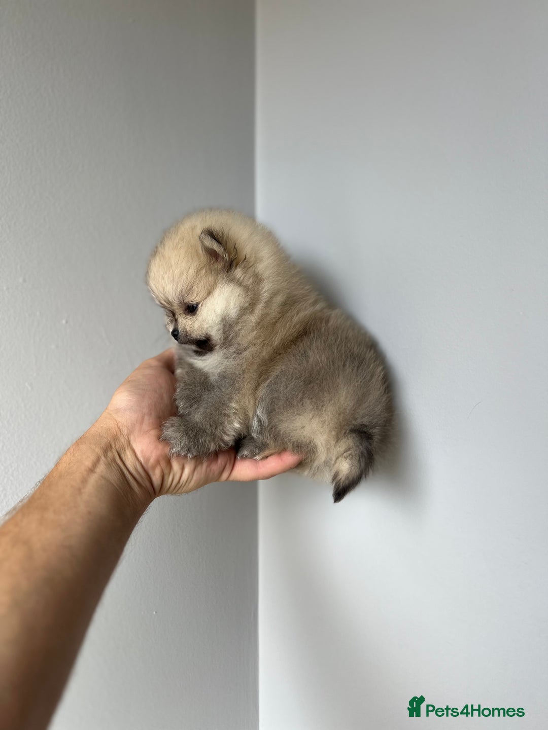 Pomeranian dogs for sale: Last Pomeranian Male - Image 1