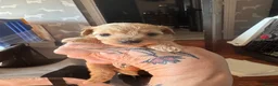 Maltipoo dogs for sale: Teddy bear maltipoo puppies  in Preston - Advert 2