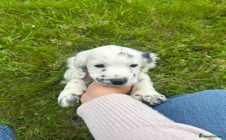 Sprocker dogs - Advert 7
