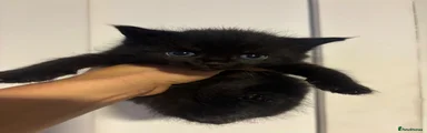 Mixed Breed 2