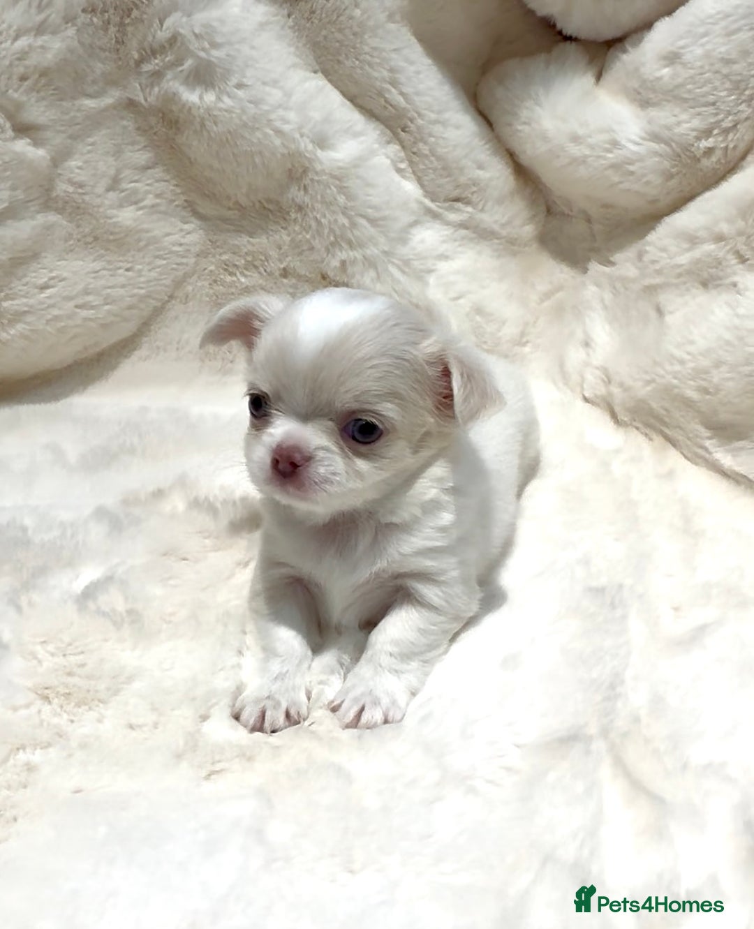 Chihuahua dogs for sale: QUALITY LONG COAT KC CHIHUAHUA PUPPIES  - Advert 13