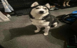 Siberian Husky dogs for sale: Thor  - Image 4