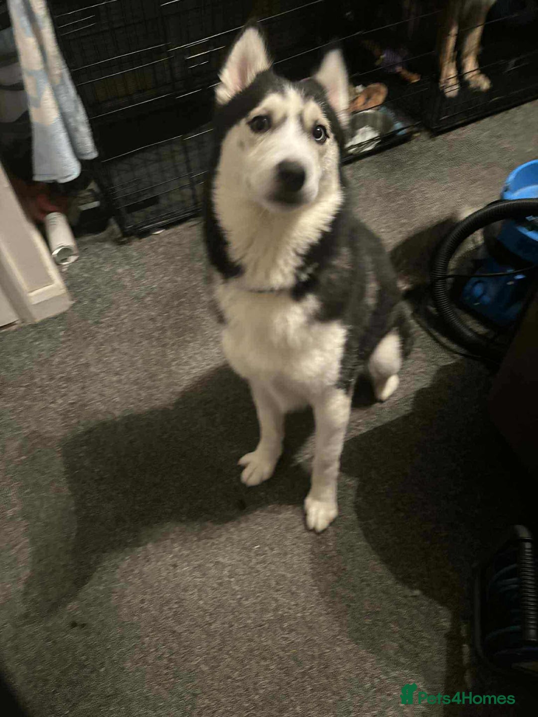 Siberian Husky dogs for sale: Thor  - Image 4