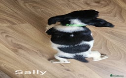 English Springer Spaniel dogs for sale: English KC Reg Springer Spaniels For Sale - Image 9