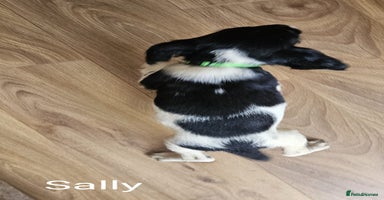 English Springer Spaniel dogs - Advert 10