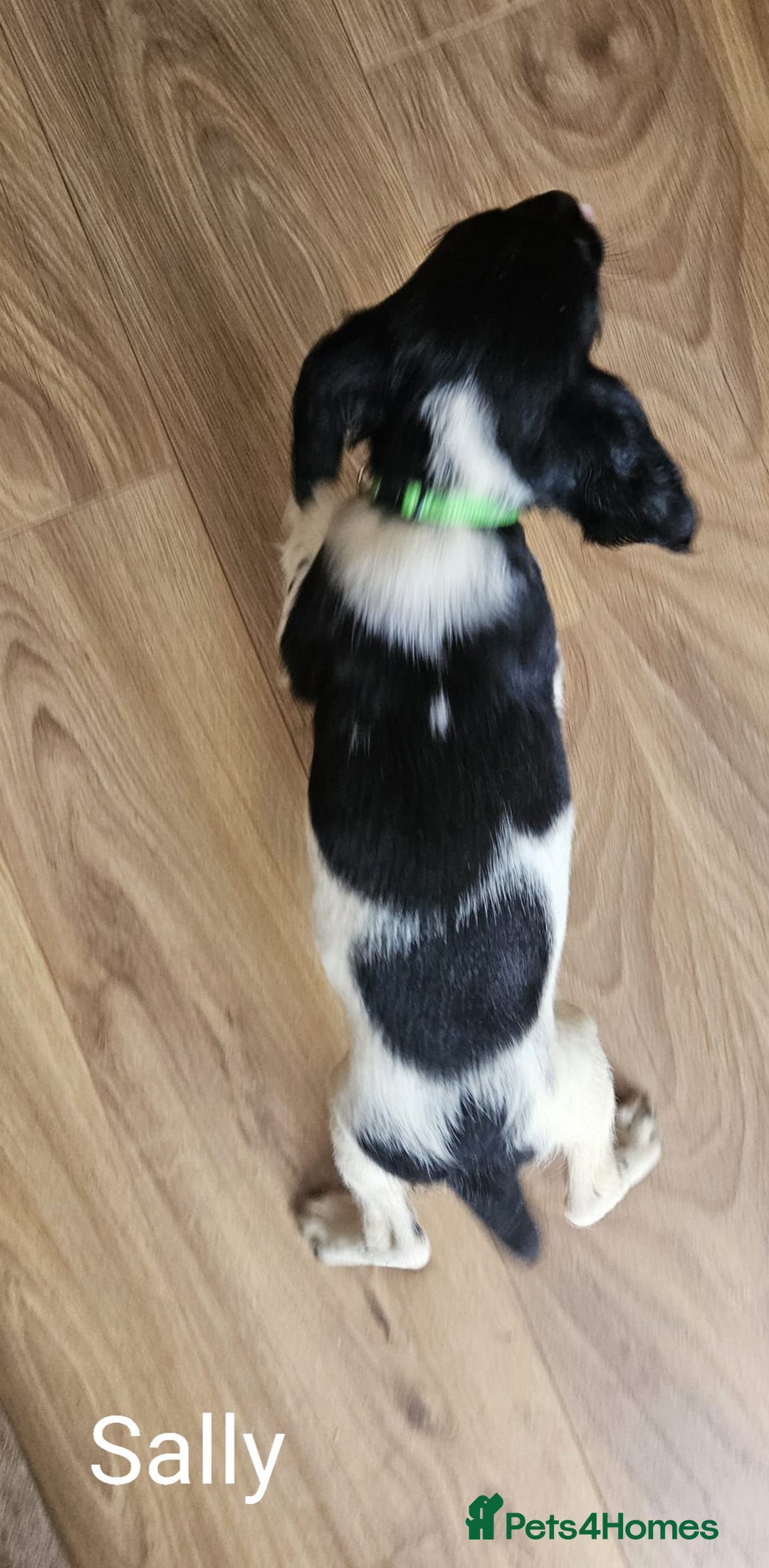 English Springer Spaniel dogs for sale: English KC Reg Springer Spaniels For Sale - Image 9