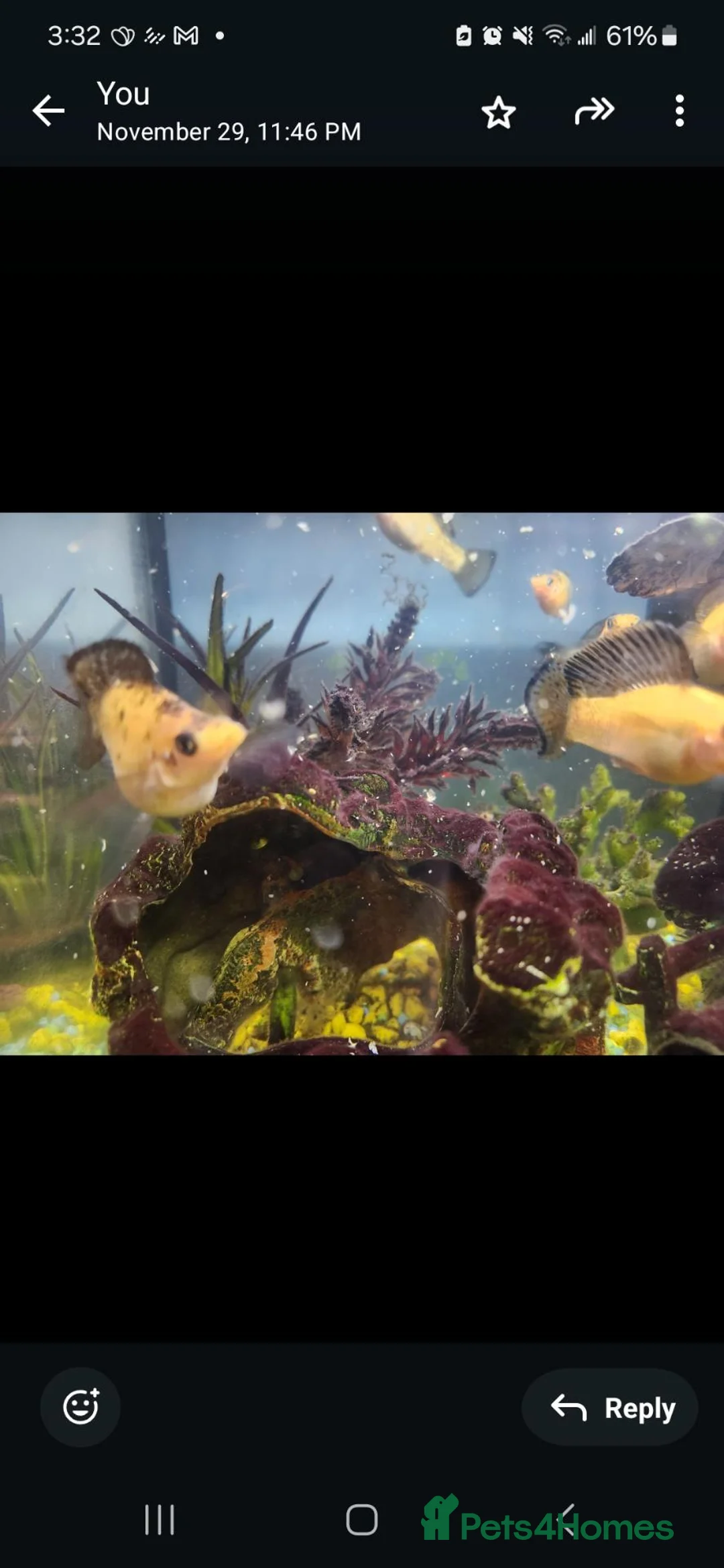 Mollies fish for sale: 10 assorted mollies  in London - Advert 3