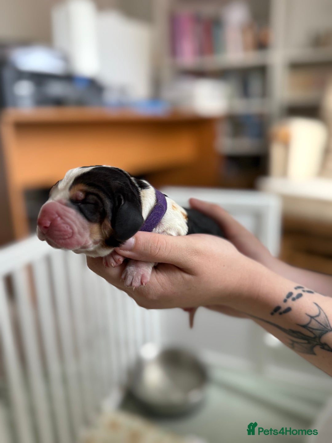 Basset Hound dogs for sale: Beautiful Basset Hound Puppies  - Image 13