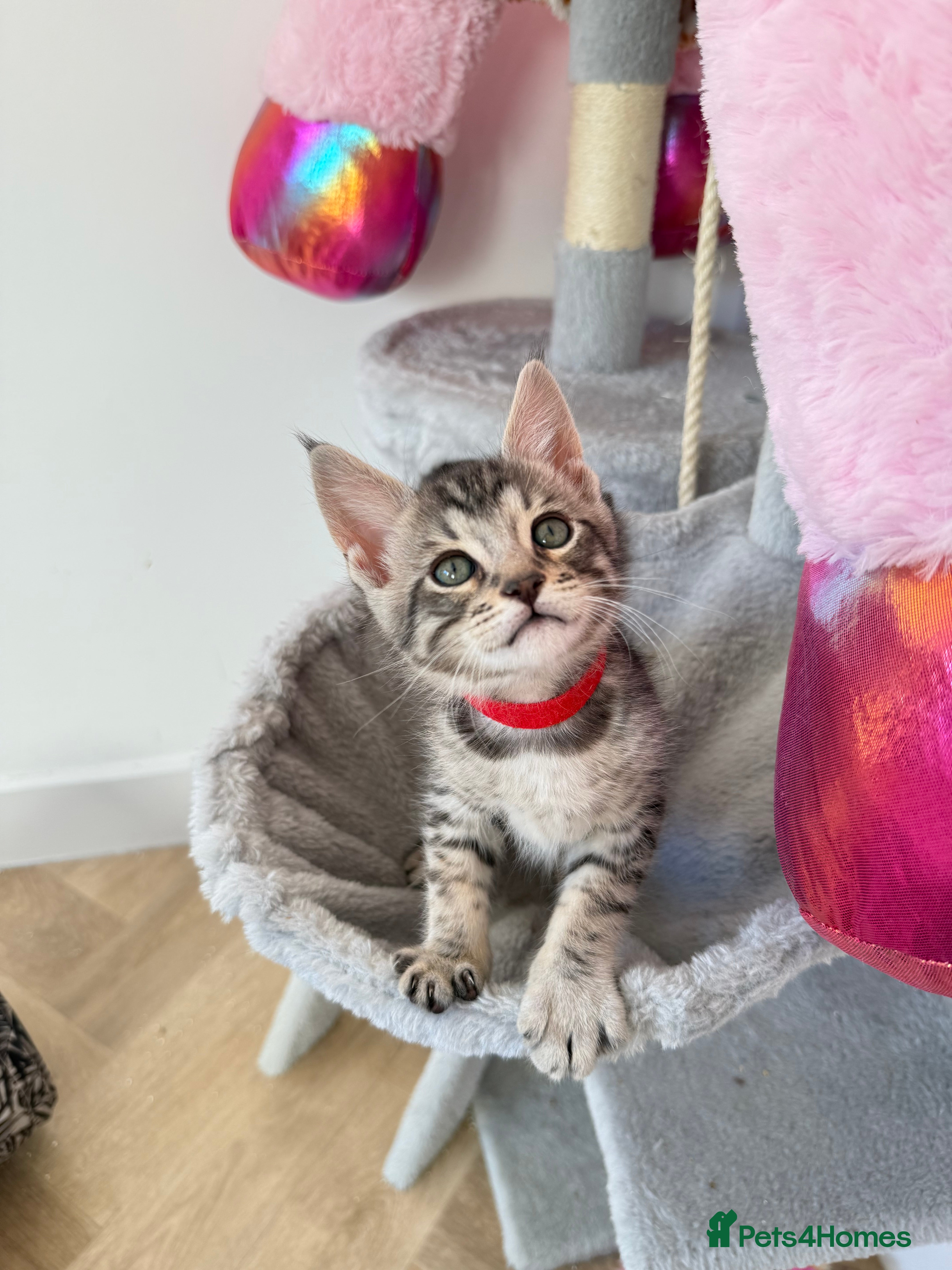 Maine Coon cats Maine Coon × F5 Savannah Kittens HEALTH TESTED - Advert 4