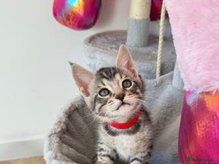 Maine Coon cats Maine Coon × F5 Savannah Kittens HEALTH TESTED - Advert 4