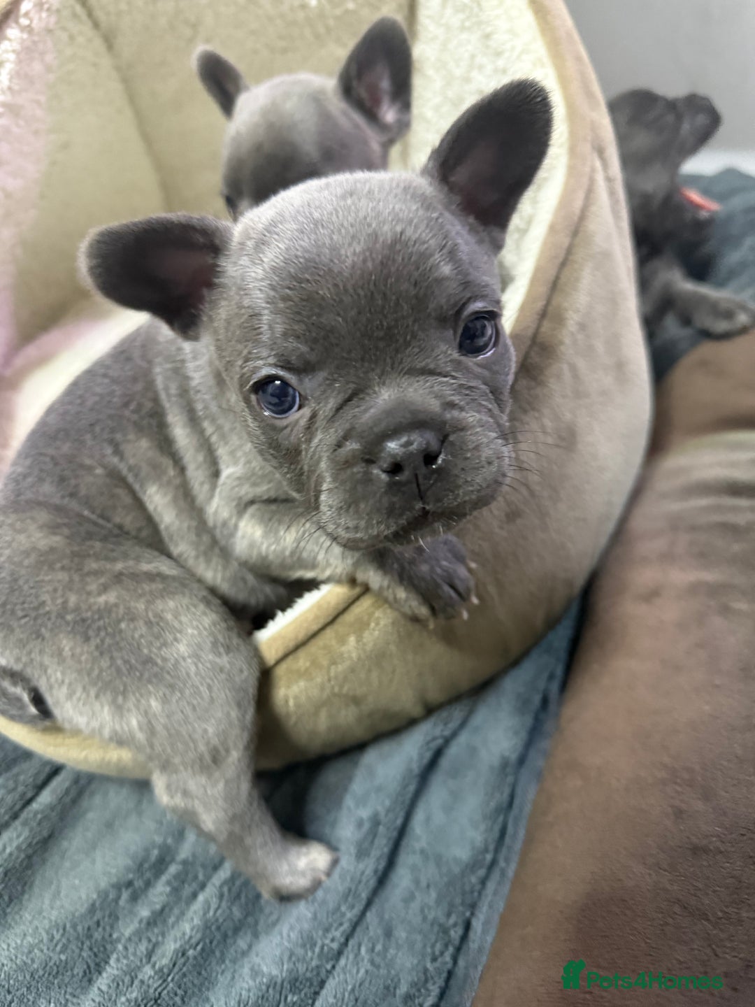 French Bulldog dogs for sale: 6 French bull dogs  - Advert 4