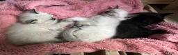 Ragamese cats for sale: 2 girls 1 boy pure bred ragamese kittens. - Advert 2