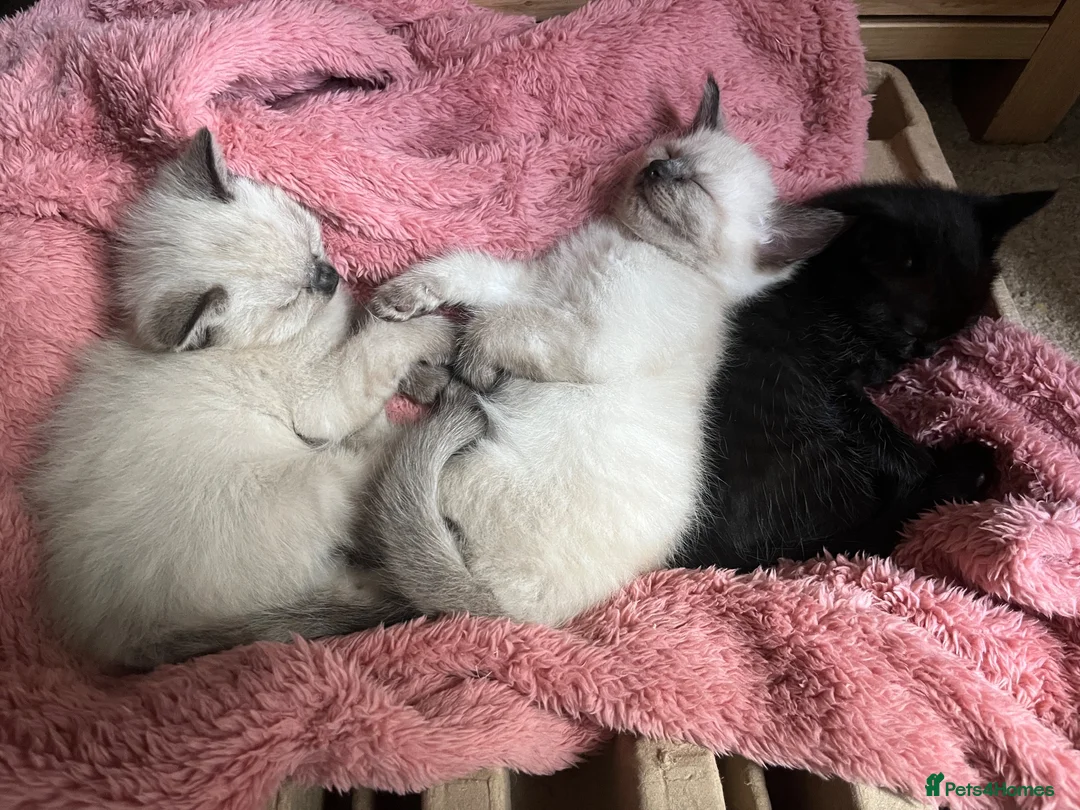 Ragamese cats for sale: 2 girls 1 boy pure bred ragamese kittens. - Advert 2