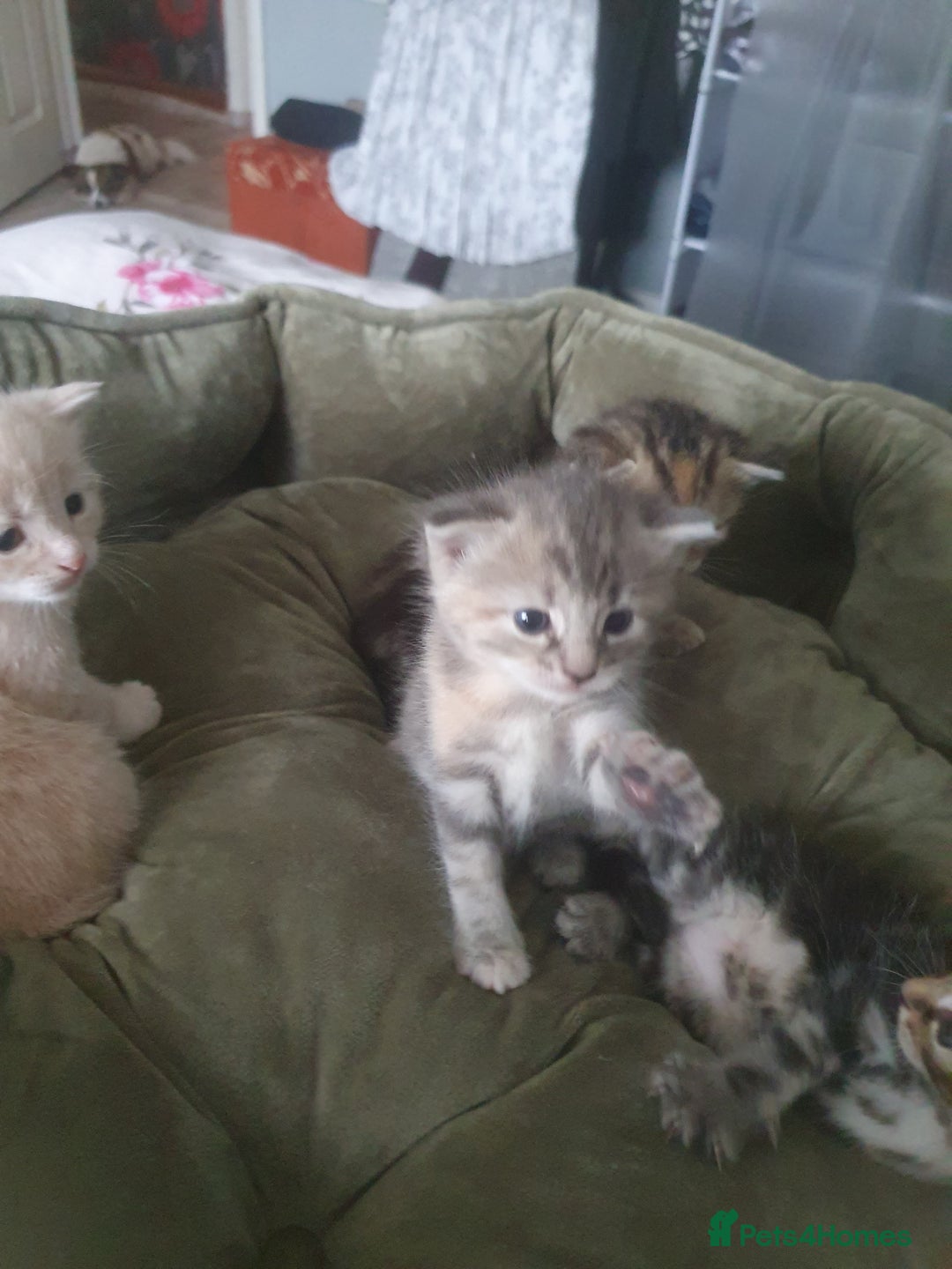 Mixed Breed cats for sale: Miss sijanda  - Image 12