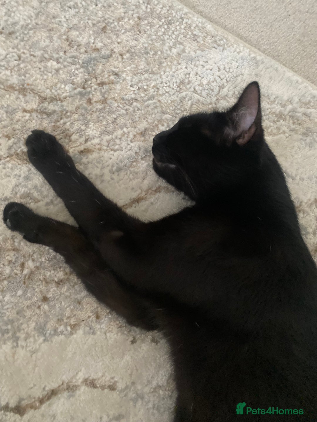 Mixed Breed cats for sale: male kitten - Advert 2