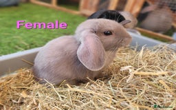 Mini Lop rabbits for sale: Beautiful Mini Lops - READY TO LEAVE - Image 5