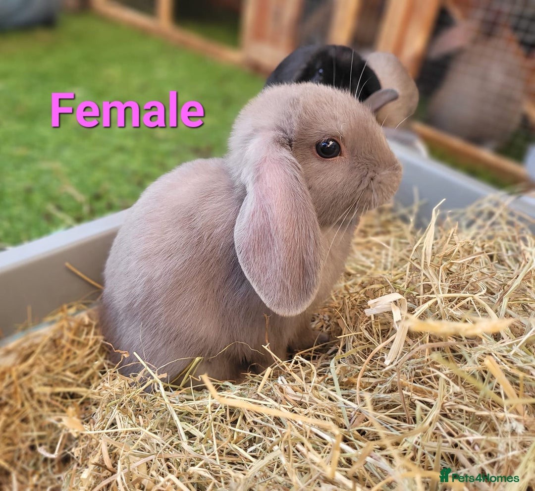 Mini Lop rabbits for sale: Beautiful Mini Lops - READY TO LEAVE - Image 5