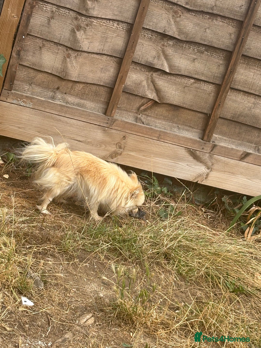 Pomeranian dogs for sale: Pearly  - Image 2