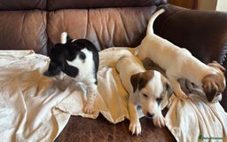 Jack Russell dogs for sale: Jack Russell puppies for sale - Image 13