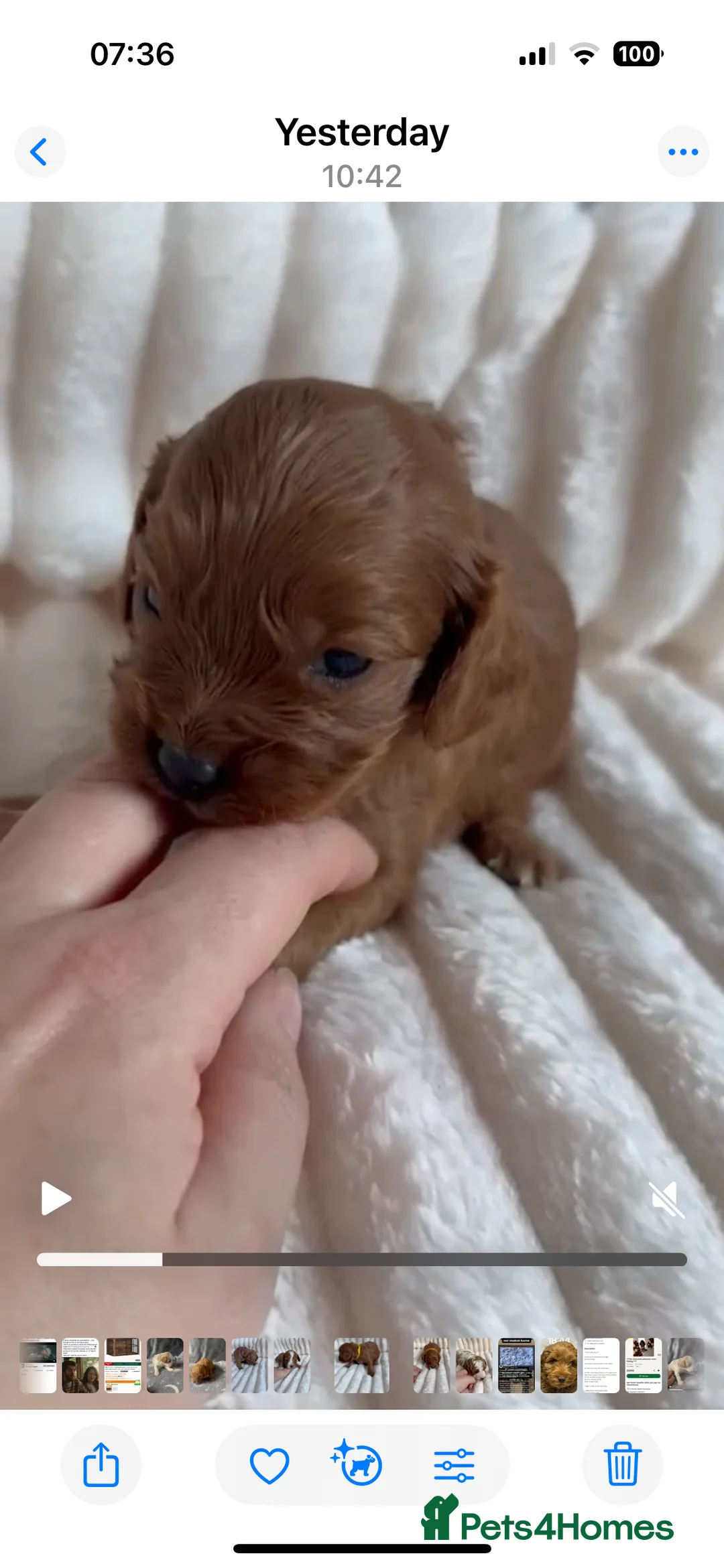 Cavapoo dogs for stud: PROVEN F1 Red Cavapoo stud-DNA Fully health tested - Advert 25