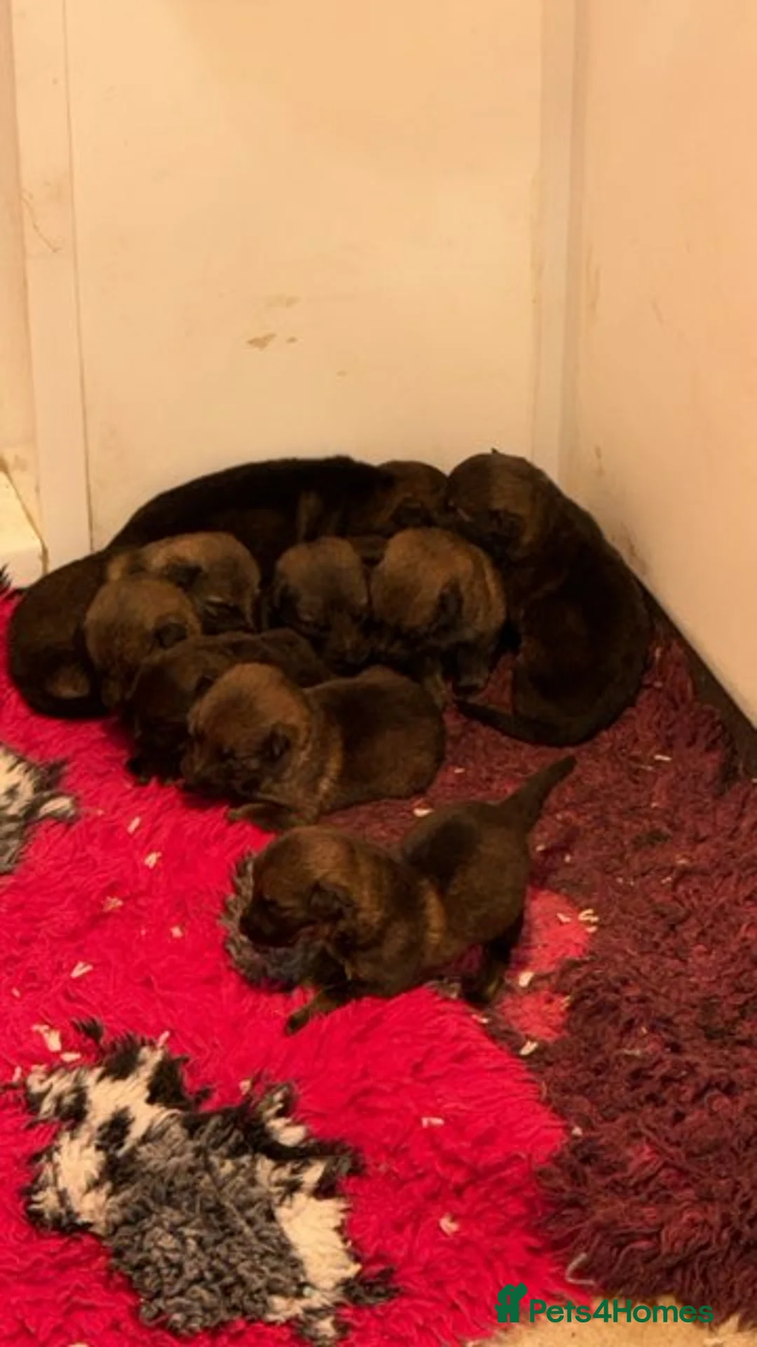 German Shepherd dogs for sale: Short hair Czech German shepards  - Advert 7