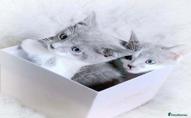 Mixed Breed cats - Advert 1