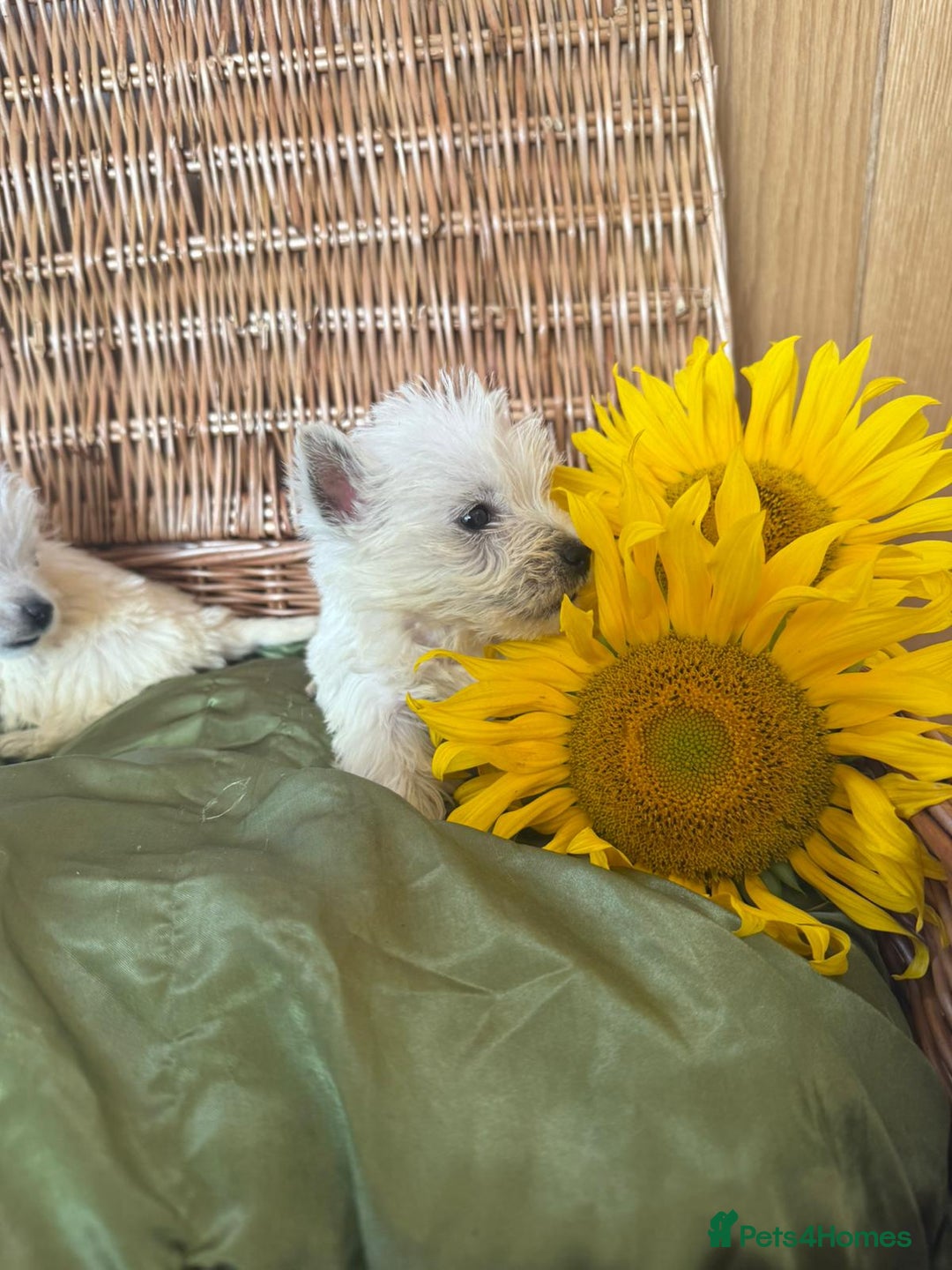 West Highland Terrier dogs for sale: Westie puppies  - Image 6