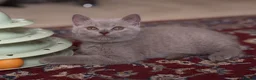 British Shorthair cats for sale: Ready to collect-GCCF British shorthair  kittens!  - Advert 12
